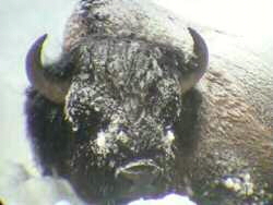 yellowstonebuffalo.jpg
